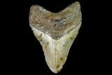 Fossil Megalodon Tooth - North Carolina #105011-1
